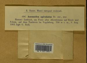 Anomodontopsis rugelii (Müll. Hal.) Ignatov & Fedosov, Bryophytes, Bryophytes - Western Europe (BEu) (Germany)