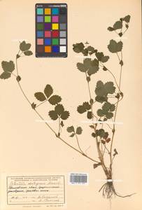 Potentilla centigrana Maxim., Siberia, Russian Far East (S6) (Russia)