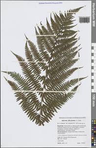 Athyrium filix-femina (L.) Roth, Siberia, Baikal & Transbaikal region (S4) (Russia)