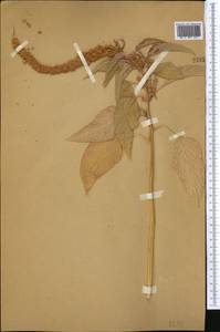 Amaranthus caudatus L., Middle Asia, Western Tian Shan & Karatau (M3) (Not classified)