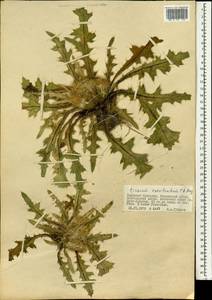 Cirsium esculentum (Siev.) C. A. Mey., Mongolia (MONG) (Mongolia)