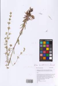 Silene baschkirorum Janisch., Eastern Europe, Eastern region (E10) (Russia)