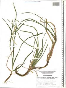 Sesleria alba Sm., Caucasus, Krasnodar Krai & Adygea (K1a) (Russia)