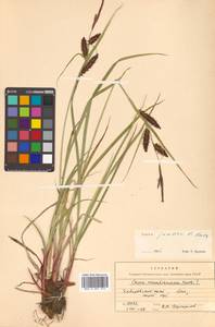 Carex jacutica V.I.Krecz., Siberia, Russian Far East (S6) (Russia)