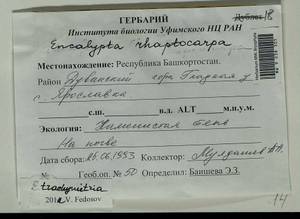 Encalypta trachymitria Ripart, Bryophytes, Bryophytes - South Urals (B14) (Russia)