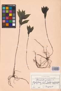 Mercurialis perennis L., Eastern Europe, Middle Volga region (E8) (Russia)