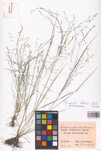 Eragrostis albensis H.Scholz, Eastern Europe, West Ukrainian region (E13) (Ukraine)
