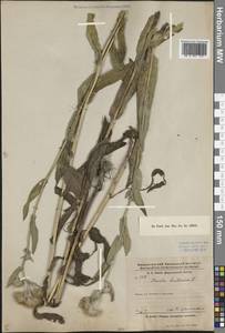 Pentanema britannicum (L.) D. Gut. Larr., Santos-Vicente, Anderb., E. Rico & M. M. Mart. Ort., Middle Asia, Dzungarian Alatau & Tarbagatai (M5) (Kazakhstan)