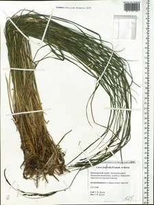 Carex forficula Franch. & Sav., Siberia, Russian Far East (S6) (Russia)