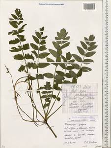 Berula erecta (Huds.) Coville, Eastern Europe, Belarus (E3a) (Belarus)