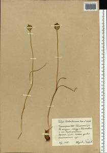 Tulipa sylvestris subsp. australis (Link) Pamp., Eastern Europe, Eastern region (E10) (Russia)