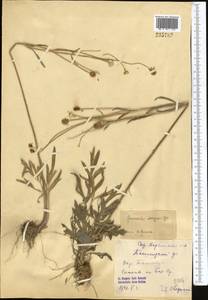 Ranunculus sewerzowii Regel, Middle Asia, Syr-Darian deserts & Kyzylkum (M7) (Uzbekistan)