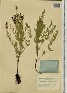 Dracocephalum peregrinum L., Siberia, Altai & Sayany Mountains (S2) (Russia)