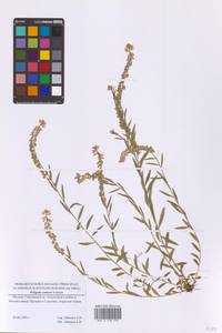 Polygala comosa Schkuhr, Eastern Europe, Moscow region (E4a) (Russia)