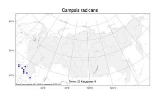 Campsis radicans (L.) Bureau, Atlas of the Russian Flora (FLORUS) (Russia)