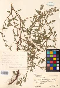 Polygonum, Eastern Europe, Moscow region (E4a) (Russia)