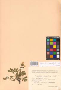 Potentilla heptaphylla L., Eastern Europe, Eastern region (E10) (Russia)