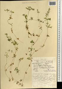 Galium spurium subsp. spurium, Mongolia (MONG) (Mongolia)