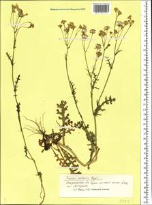 Senecio glaucus subsp. coronopifolius (Maire) C. Alexander, Eastern Europe, Lower Volga region (E9) (Russia)