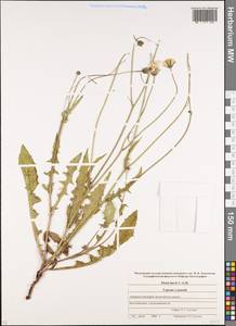 Picris strigosa subsp. canescens (Stev.) Lack, Caucasus, Stavropol Krai, Karachay-Cherkessia & Kabardino-Balkaria (K1b) (Russia)