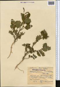 Heliotropium, Middle Asia, Caspian Ustyurt & Northern Aralia (M8) (Kazakhstan)