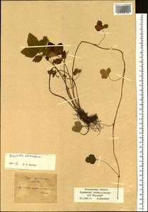 Potentilla stolonifera Lehm. ex Ledeb., Siberia, Russian Far East (S6) (Russia)