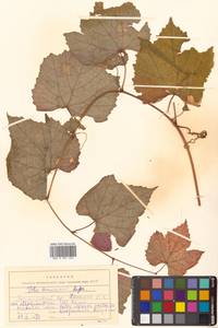 Vitis amurensis Rupr., Siberia, Russian Far East (S6) (Russia)