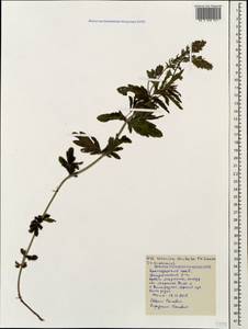 Veronica austriaca subsp. dentata (F. W. Schmidt) Watzl, Caucasus, Black Sea Shore (from Novorossiysk to Adler) (K3) (Russia)
