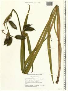 Iris pseudacorus L., Crimea (KRYM) (Russia)