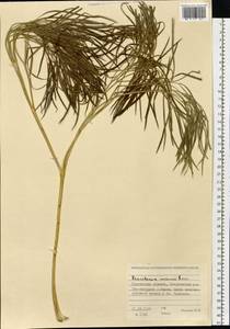 Peucedanum morisonii Besser, Siberia, Western Siberia (S1) (Russia)