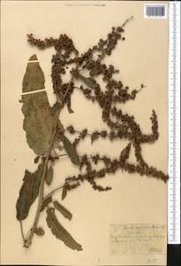 Rumex chalepensis Mill., Middle Asia, Syr-Darian deserts & Kyzylkum (M7) (Kazakhstan)