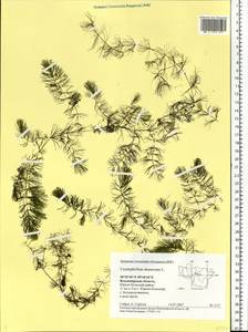 Ceratophyllum demersum L., Eastern Europe, Central region (E4) (Russia)