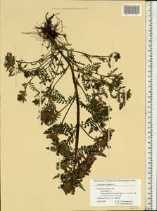 Pedicularis palustris, Eastern Europe, Volga-Kama region (E7) (Russia)
