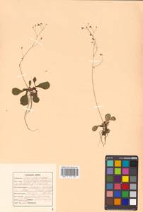 Micranthes staminosa (Schlothg. & Vorosch.) Tkach, Siberia, Russian Far East (S6) (Russia)