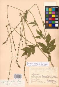 Agrimonia eupatoria × pilosa, Eastern Europe, Moscow region (E4a) (Russia)