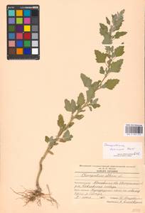 Chenopodium suecicum Murr, Eastern Europe, Moscow region (E4a) (Russia)