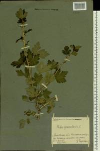 Ribes uva-crispa, Eastern Europe, Moscow region (E4a) (Russia)
