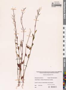 Eutrema edwardsii R.Br., Siberia, Chukotka & Kamchatka (S7) (Russia)
