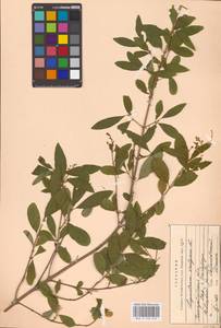 Syringa vulgaris L., Eastern Europe, West Ukrainian region (E13) (Ukraine)