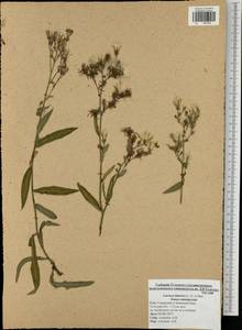 Lactuca tatarica (L.) C. A. Mey., Eastern Europe, Central region (E4) (Russia)