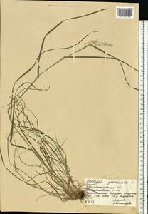 Dactylis glomerata L., Eastern Europe, South Ukrainian region (E12) (Ukraine)