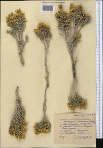 Nanophyton erinaceum (Pall.) Bunge, Middle Asia, Caspian Ustyurt & Northern Aralia (M8) (Kazakhstan)