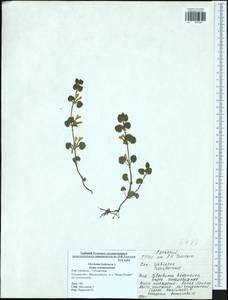 Glechoma hederacea L., Eastern Europe, Central region (E4) (Russia)