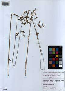 Anthoxanthum glabrum (Trin.) Veldkamp, Siberia, Altai & Sayany Mountains (S2) (Russia)