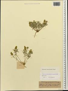 Alyssum turkestanicum Regel & Schmalh. ex Regel, Caucasus, Dagestan (K2) (Russia)