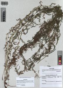 Achillea impatiens L., Siberia, Altai & Sayany Mountains (S2) (Russia)