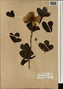 Cochlospermum planchonii Hook.fil. ex Planch., Africa (AFR) (Mali)