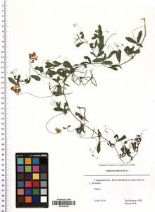 Lathyrus tuberosus L., Eastern Europe, Middle Volga region (E8) (Russia)