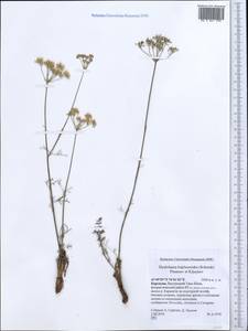 Hyalolaena bupleuroides (Schrenk) Pimenov & Kljuykov, Middle Asia, Northern & Central Tian Shan (M4) (Kyrgyzstan)