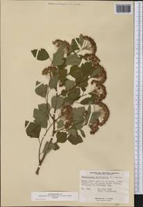 Physocarpus opulifolius (L.) Maxim., America (AMER) (Canada)